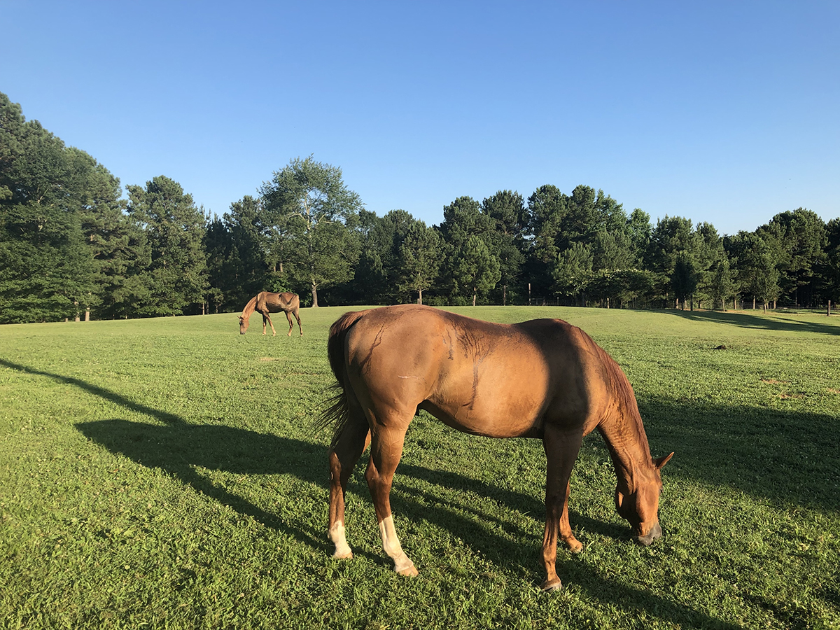 Caddyshack, Skunks, and a Place of Peace A Report from Duck River